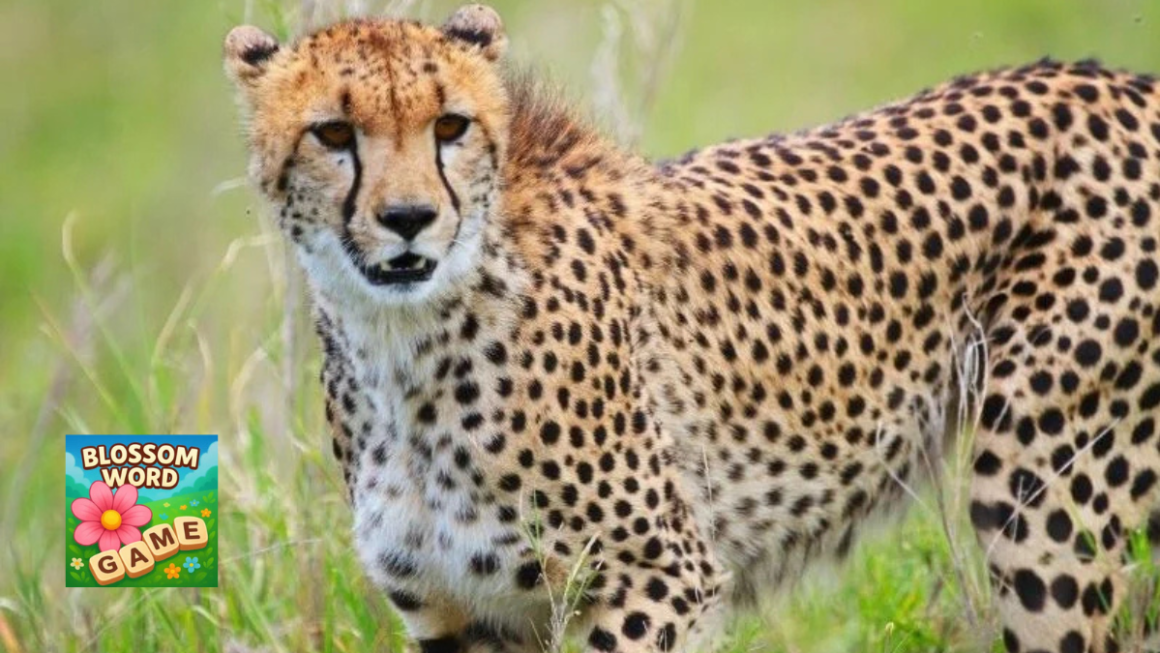 Cheetah Print: Free Patterns, Vectors & Design Ideas (Complete Guide 2026)